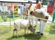 नोएडा सेक्टर-14ए में हरियाली अमावस्या पर वृक्षारोपण एवं हर घर तिरंगा अभियान के संकल्प का दृश्य